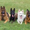 Dog Training Baltimore