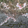 老いのひとこと