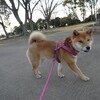 金曜日の柴犬・空海くんへ　♪　金妻ならぬ金犬？　☆彡　なんで～