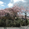 箱根に桜を見に行く