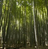 一面青竹！何度でも行きたくなる竹寺『報国寺』2回目(鎌倉:金沢街道)