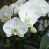 白いコチョウラン（胡蝶蘭）