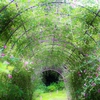 秋の花って風情があるよなって／都立神代植物公園にて