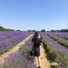 イギリスの夏限定ラベンダー畑 : Mayfield Lavender 