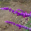 （紹介：植物）新宿区西新宿4丁目で見かけた紫色の綺麗な花ベルベットセージを紹介します