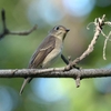 植物園の鳥（２０１３　０８３１）