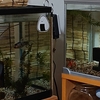 久しぶりに寝床を変えた金魚
