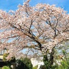 お花と鳥とハンバーグ