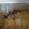 たくさん食べても浮かない金魚