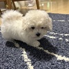 新しい家族がふえました✨✨