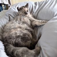 日曜日、猫と昼寝