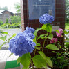 梅雨のただ中