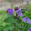 野辺の花 日本人の「情緒」