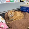 関西遠征 看板猫がいる本屋さん ブックスBさん (2512)