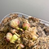 たまかセファロタス成長記録=2026/7月5日 #食虫植物 #セファロタス #icos #著作権無料 #BGM