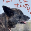 サンの闘病記〜(๑ •̀ω•́)۶ﾏｹﾏｾﾝｶﾗ!!
