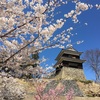 【桜】上田城へお花見