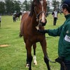 ２０１９年の出資馬確定