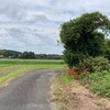 彼岸花のお散歩道