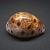 和歌山の貝　ヒメホシダカラ（Lyncina lynx,1758）