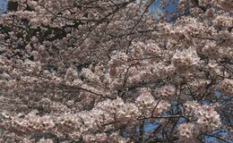 記事を見る