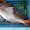 2020年有終の美鯛は初島沖で