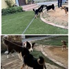 黒柴 🐶 つん