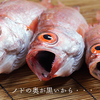 錦織圭もおすすめの島根のお魚『のどぐろ』とは？