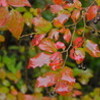 降り続く雨に、紅葉がしっとり濡れました。