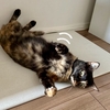 初めての猫草の吐き出し。