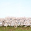 千眼桜、西行桜