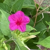 雨のあと🌺