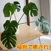 マンションでも育てやすい丈夫な植物はモンステラでした！【観葉植物は癒しになります】