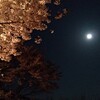 春の月夜にサクラを愛でる🌕🌸(*˘ー˘*)