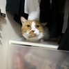 愛猫のるるもながお見舞いにきてくれました♪