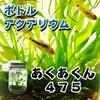 ボトルアクアリウムあくあくん475（円筒型）/生き物/ペット/熱帯魚/ボトルアクアリウム/自由研究/