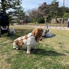 バセットハウンド犬