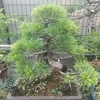 ゴヨウマツの芽摘み・・・。