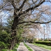 瞑想代りにひとり散歩道