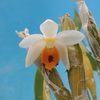 Dendrobium sibuyanense 