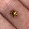 Une pépite d’or sur pattes - 生きた金の粒