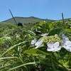 ガクアジサイ花盛りです！