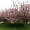 まだ桜あり