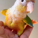 愛知県豊川市　ウロコインコ　販売繁殖　ブリーダー　HONOKUNI