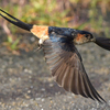 隣の隣の県に鳥を見に行った日記（２０２３　０５１４）その３。