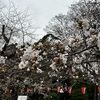 4月3日（水）花見ウォーク、沖縄震度４と津波警報、ホットカーペット撤去、浄水器交換、手羽先、犬塚弘