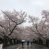 さよなら桜🌸