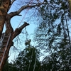 崖上のエノキ大木の木登り伐採2日目