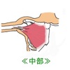 プロ野球選手もやっている自重トレ