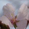 蝦夷山桜、千島桜、枸杞、西洋大丸花蜂、二輪草、西洋蒲公英、雛菊、北辛夷、藻岩薺、蛇苺、編笠茸、姫踊り子草、枝垂柳、連翹、唐茱萸